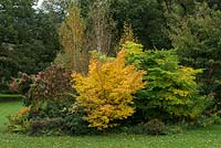 Acer palmatum Sango Kaku, Coral bark maple, provides interest all year round. It has pale green leaves that turn soft shades of yellow in autumn with coral-red shoots in winter.