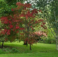 Acer palmatum Osakazuki, a Japanese maple with mid-green leaves which turn bright red in autumn.
