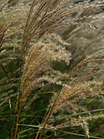 Miscanthus sinensis 'Silberspinne', a stately clump of grass with buff panicles in autumn.