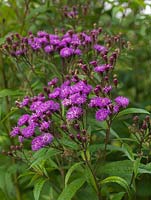 Vernonia crinita, ironweed, a very tall perennial which makes an excellent marginal plant, thriving in damp spots. Clusters if bright purple flowers in autumn.