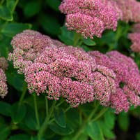 Sedum 'Indian Chief', ia clump-forming perennial sedum that typically grows in upright to slightly spreading clumps. It produces masses of tiny, star-like, coppery rose flowers bloom on large flattened heads.
