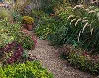 A narrow gravel path lined by autumnal borders with Box, Persicaria 'Inverleith', Ceratostigma plumbaginoides with ornamental grasses.