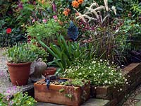 A terracotta trough containing succulents with Erigeron karvinskianus. Agapanthus, Pennisetum rubrum and scented Pelargoniums behind.
