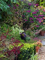 An autumnal border of Sedum, Persicaria and Salvia. A topiary box cube provides structure and containers of Pelargonium add scent.