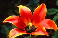 Tulipa 'Queen of Sheba' - showing the shine when the petals have blown
