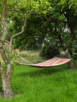A cloth hammock strung between two old apple trees in the orchard.