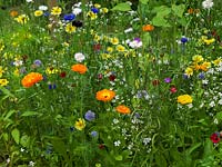 Annual wildflower meadow with marigold, cornflower, corn cockle., poppy and sheepsbit scabious.