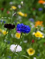 Centaurea cyanus, cornflower, an annual with pretty blue flowers. The petals are used medicinally as a tonic or diuretic.