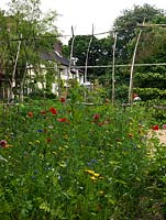 View of house from kitchen garden, seen over raised bed of wildflowers - cornflower, corn cockle, marigold, mallow.