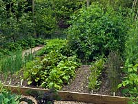 Kitchen garden of 6 rectangular, raised beds. Central hazel rod arch to support beans and sweet peas. Rows of beetroot, spring onion, carrot, beans, peas. Behind, espalier pear and lavender.