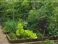 Kitchen garden of 6 rectangular, raised beds. Central hazel rod arch to support beans and sweet peas. Rows of beetroot, spring onion, carrot, beans, lettuce, peas. Behind, espalier pear and lavender.