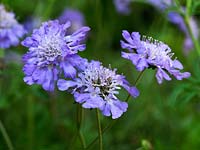 Scabiosa caucasica Stafa, scabious, bears delicate, blue flowers throughout summer.
