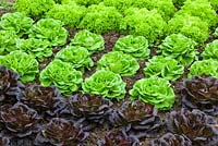 Salanova lettuces - Lettuce 'Gaugin' and 'Archimedes'