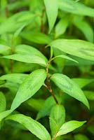Persicaria odorata Rau Ram - Vietmanese Coriander.  Also called Vietmanese Mint