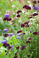 Scabiosa 'Tall Double Mix' in the cutting garden at Perch Hill