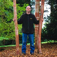 Stephen Lloyd, head gardener, having worked at Hergest Croft since 1984. Standing by Betula Hergest, a birch he bred. National  Collection of Betula, with 75  types.