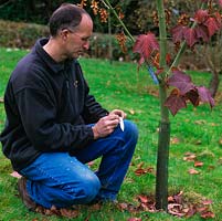 Stephen Lloyd, head gardener, collating information by a species acer - B SWJ6373, probably Acer rufinerve, which he  propagated and planted in 2002.
