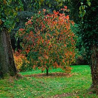 Cornus nuttallii Ascona, Western dogwood, a deciduous tree with green foliage, its leaves turning red and crimson in autumn.