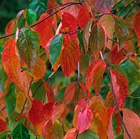 Cornus nuttallii Ascona, Western dogwood, a deciduous tree with green foliage that turns red and crimson in autumn.
