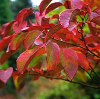 Sapium japonicum, a rare small deciduous tree or shrub with green leaves that, by autumn, are glowing crimson.