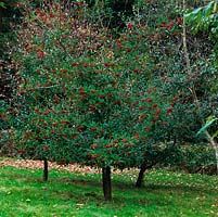 Photinia nittakayamensis, evergreen, with clusters of bright red berries in autumn.