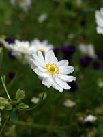 Anemone x hybrida 'White Queen', Japanese anemone, a perennial flowering from late summer well into autumn