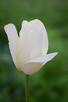 Tulipa 'Francoise'