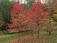 A grove of three red-leaved Liquidambar styraciflua.