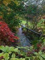 Rodgersia, Darmera peltata and acers overhang a wooden walkway linking one side of Fontmell brook with the other.