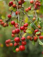 Malus x robusta 'Red Sentinel', crab apple, bears masses of small red and yellow fruits in autumn.