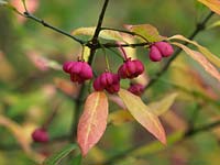 Euonymus europaeus Red Cascade, spindle tree, a deciduous shrub with rich green leaves that turn red in autumn alongside red, four-lobed fruit with orange inners.