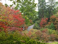 Arboretum - Exbury Gardens - Acer Palmatum - Japanese Maples in full autumn colour, alongside oaks and azaleas.