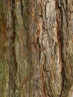 Metasequoia glyptostroboides, Dawn redwood - Highly textured bark