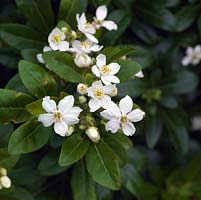 Choisya ternata, Mexican orange blossom, an evergreen shrub with dark green leaves and fragrant, white flowers in spring and again in autumn.