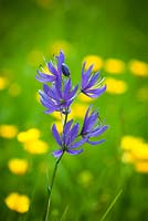 Camassia and buttercups growing in meadow grass