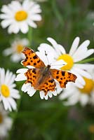 Polygonia c-album - Comma butterfly 