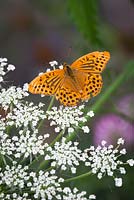 Argynnis paphia - Male Silver washed fritillary butterfly 