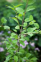 Rhamnus - Buckthorn foliage. 