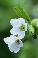 Pulmonaria saccharata 'Sissinghurst White' syn Pulmonaria officinalis 'Sissinghurst White'