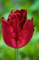 Tulipa 'Bird of Paradise'