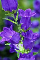 Campanula medium - purple - Canterbury bells, Bellflower