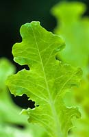 Lettuce 'Green Oakleaf'