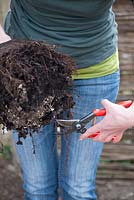 Woman trimming roots before planting cherry tree in the garden