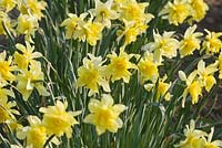 Narcissus 'Sulphur Phoenix' syn. N. 'Codlings and Cream', and 'Lemon Phoenix'. Div 4, a historical daffodil pre-1820