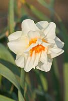 Narcissus 'Mary Copeland'. Div 4, a historical daffodil pre-1914