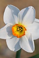 Narcissus 'Winifred van Graven'