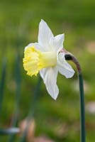 Narcissus 'Brunswick'