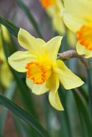 Narcissus 'Red Ribband'. Historical Narcissus 1935.