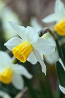 Narcissus 'Daviot', a historical narcissus from 1950.