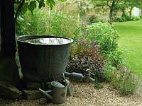 Beneath fig, old copper cistern used to store rainwater collected from roof. Near gravel bed. Stipa gigantea, Sedum 'Purple Emperor'. Watering can.
